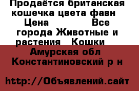 Продаётся британская кошечка цвета фавн › Цена ­ 10 000 - Все города Животные и растения » Кошки   . Амурская обл.,Константиновский р-н